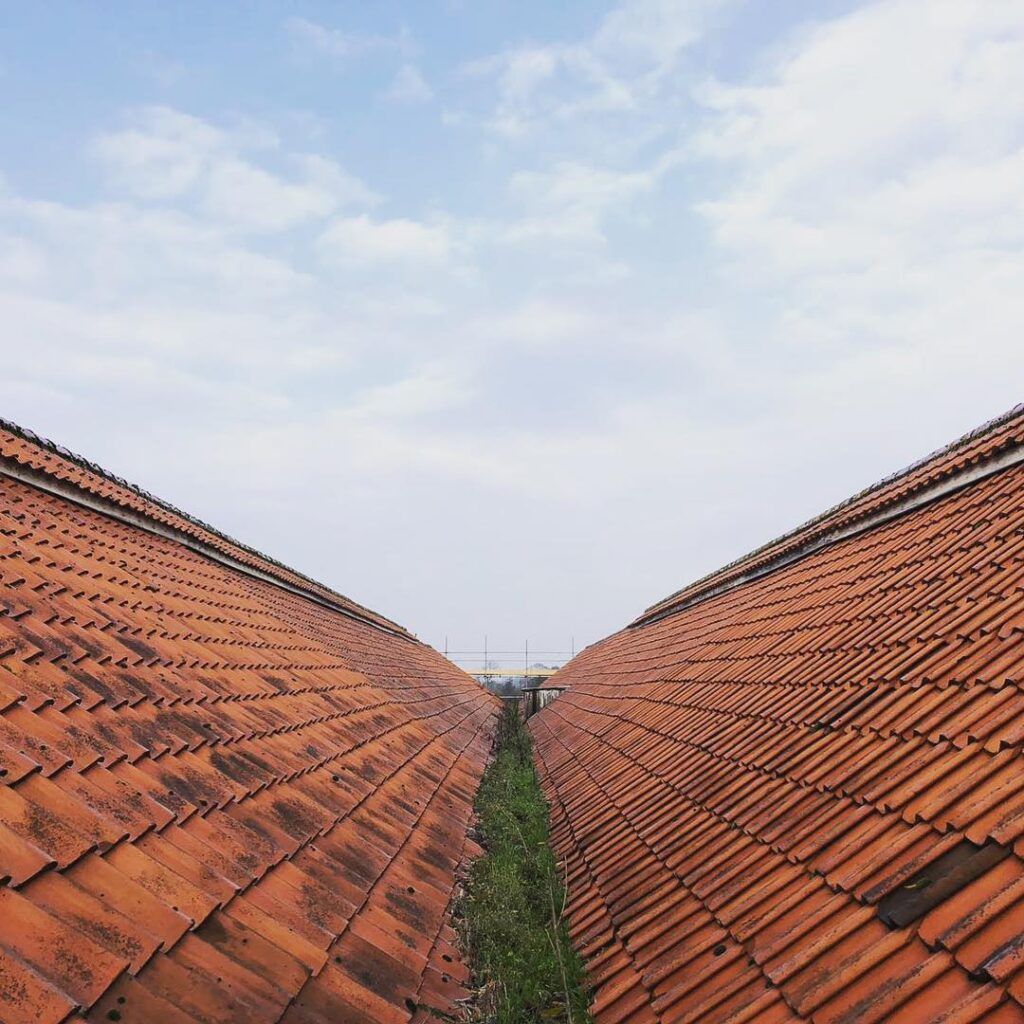 Dairy Farm Barns